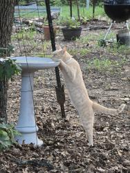 Lost Male Cat last seen In the vicinity of Liberty Chapel Fire house, Johnson County, TX 76031