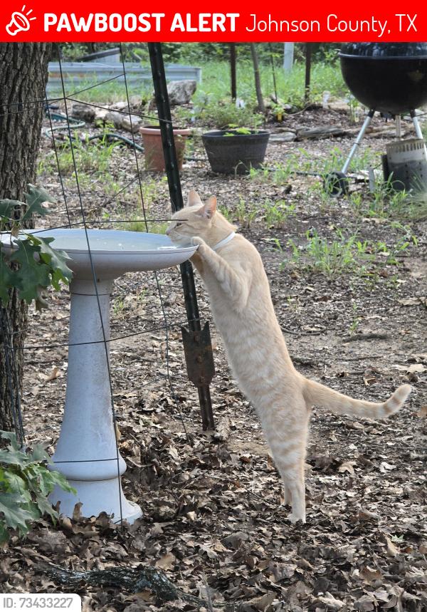 Lost Male Cat last seen In the vicinity of Liberty Chapel Fire house, Johnson County, TX 76031
