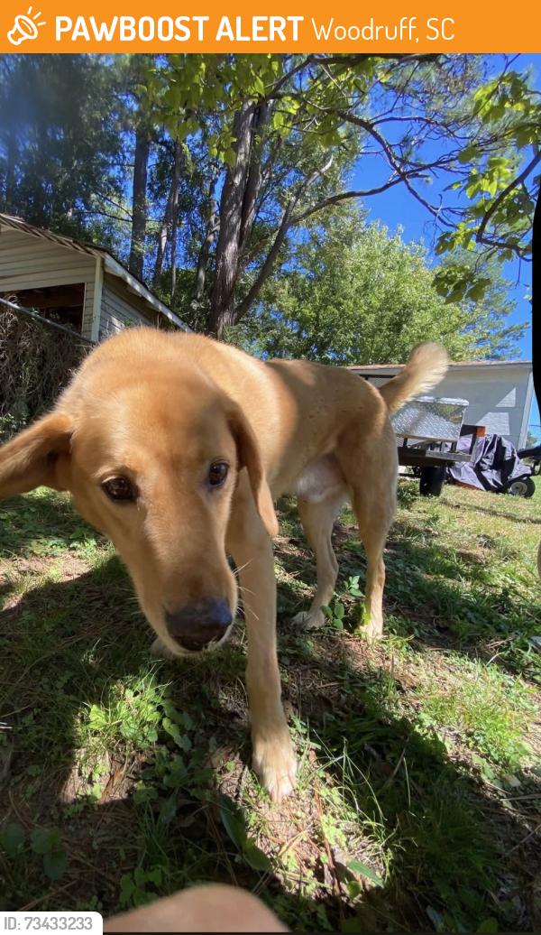 Found/Stray Male Dog last seen Georgia st woodruff, Woodruff, SC 29388