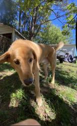 Found/Stray Male Dog last seen Georgia st woodruff, Woodruff, SC 29388