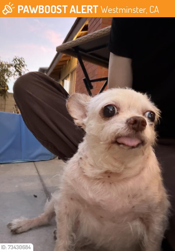 Found/Stray Male Dog last seen Newland and Westminster blvd, Westminster, CA 92683