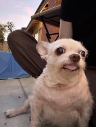 Found/Stray Male Dog last seen Newland and Westminster blvd, Westminster, CA 92683