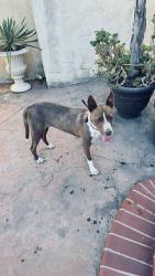 Found/Stray Female Dog last seen Fairford, Downey, CA 90241