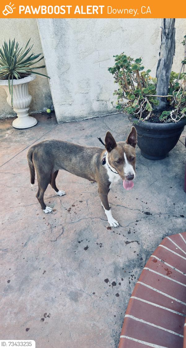 Found/Stray Female Dog last seen Fairford, Downey, CA 90241