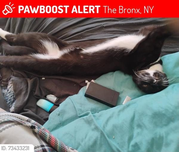 Lost Male Cat last seen Near odgan Ave bronx ny 10472, The Bronx, NY 10452