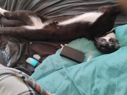Lost Male Cat last seen Near odgan Ave bronx ny 10472, The Bronx, NY 10452