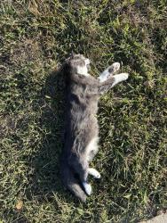 Found/Stray Unknown Cat last seen East Banta & 31 near Five star residences of Banta Pointe, Indianapolis, IN 46227