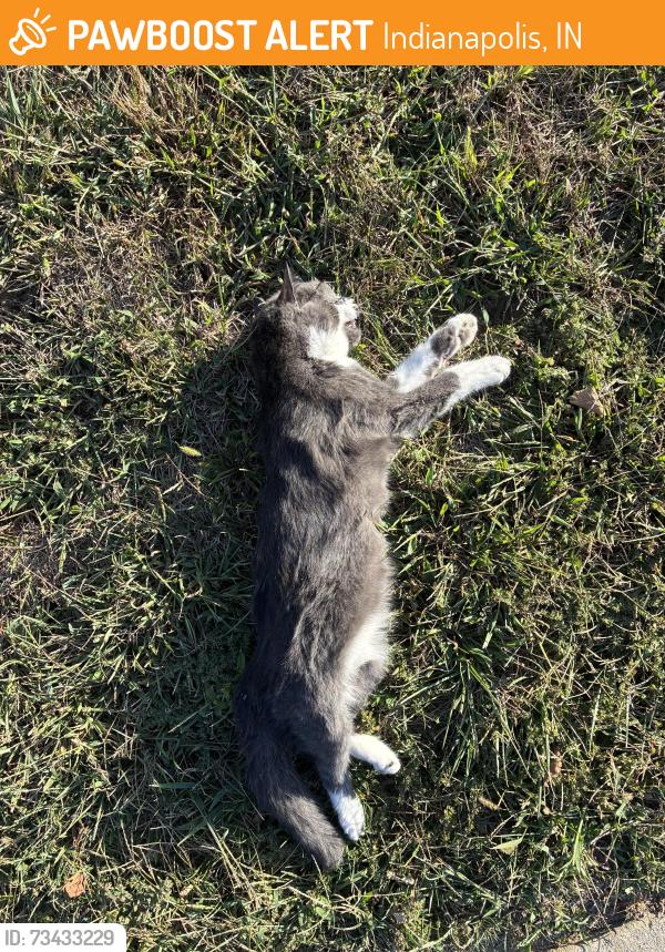 Found/Stray Unknown Cat last seen East Banta & 31 near Five star residences of Banta Pointe, Indianapolis, IN 46227