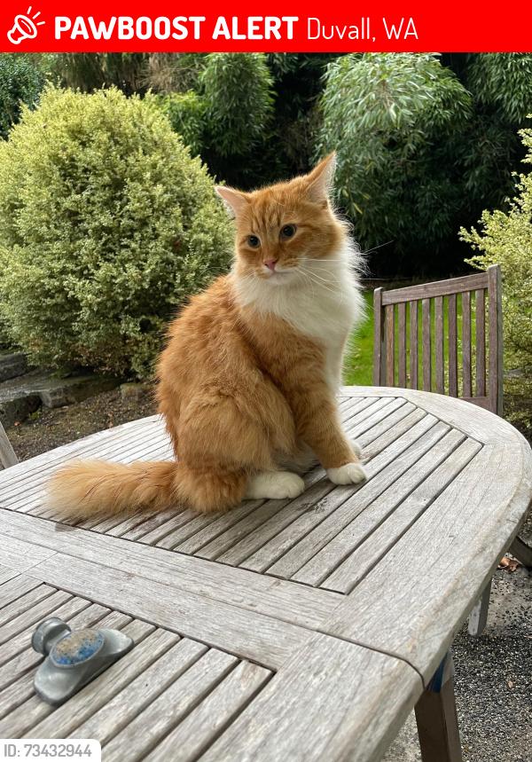 Lost Male Cat last seen Carnation-Duvall Rd NE & NE Big Rock Rd, Duvall, WA 98019