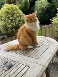 Lost Male Cat last seen Carnation-Duvall Rd NE & NE Big Rock Rd, Duvall, WA 98019