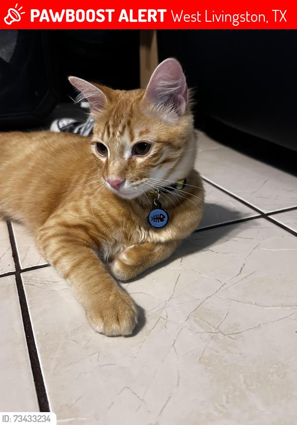 Lost Male Cat last seen By the activity center, West Livingston, TX 77351