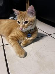 Lost Male Cat last seen By the activity center, West Livingston, TX 77351