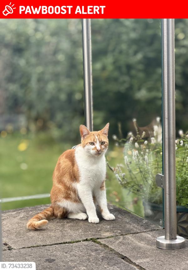 Lost Male Cat last seen Upland grove, Roundhay, England LS8 2SY