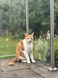 Lost Male Cat last seen Upland grove, Roundhay, England LS8 2SY