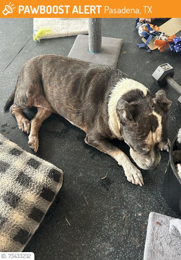 Found/Stray Female Dog last seen Uruguay @ Ecuador, Pasadena, TX 77504