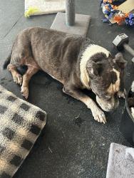 Found/Stray Female Dog last seen Uruguay @ Ecuador, Pasadena, TX 77504
