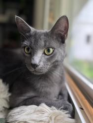 Lost Male Cat last seen McLendon and Ridgewood Rd NE, Atlanta, GA 30307