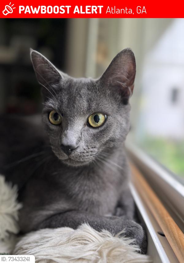 Lost Male Cat last seen McLendon and Ridgewood Rd NE, Atlanta, GA 30307