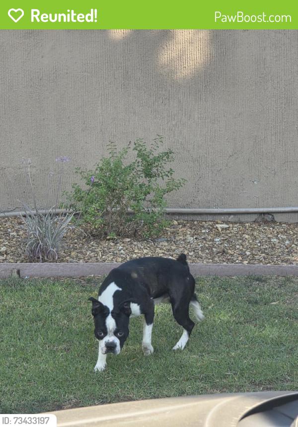 Reunited Male Dog last seen Hayter Ave, Lakewood, CA 90712, USA, Lakewood, CA 90712