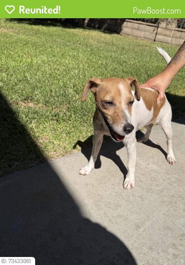 Reunited Female Dog last seen Near Glenhurst Pl, West Covina, CA 91792, USA, West Covina, CA 91792