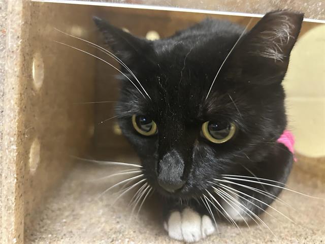 Shelter Stray Female Cat last seen DIXIEANNE AVE & EVERGREEN ST, 2127 Front St, Sacramento, CA 95818, USA