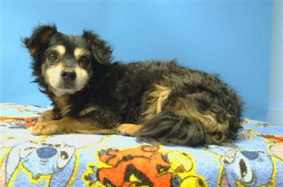 Shelter Stray Male Dog last seen , 216 W Victoria St, Gardena, CA 90248, USA