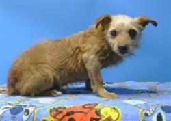 Shelter Stray Male Dog last seen , 216 W Victoria St, Gardena, CA 90248, USA