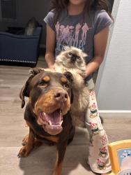 Reunited Female Dog last seen Pine st, Ceres, CA 95307