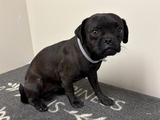 Shelter Stray Male Dog last seen , 38550 Sierra Hwy, Palmdale, CA 93550, USA