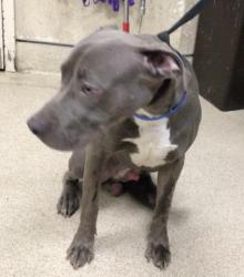 Shelter Stray Male Dog last seen Near BLOCK WASHINGTON ST, RIVERSIDE, CA, 6851 Van Buren Boulevard, Jurupa Valley, CA 92509, USA