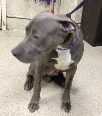 Shelter Stray Male Dog last seen Near BLOCK WASHINGTON ST, RIVERSIDE, CA, 6851 Van Buren Boulevard, Jurupa Valley, CA 92509, USA