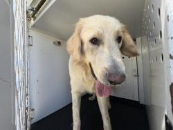 Shelter Stray Male Dog last seen Near BLOCK DEPRAD ST, PERRIS, CA, 6851 Van Buren Boulevard, Jurupa Valley, CA 92509, USA