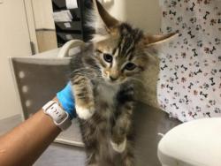 Shelter Stray Female Cat last seen TYLER ST\\ARLINGTON, 6851 Van Buren Boulevard, Jurupa Valley, CA 92509, USA