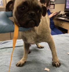 Shelter Stray Male Dog last seen Near BLOCK CITADEL CT, RIVERSIDE CA, 6851 Van Buren Boulevard, Jurupa Valley, CA 92509, USA