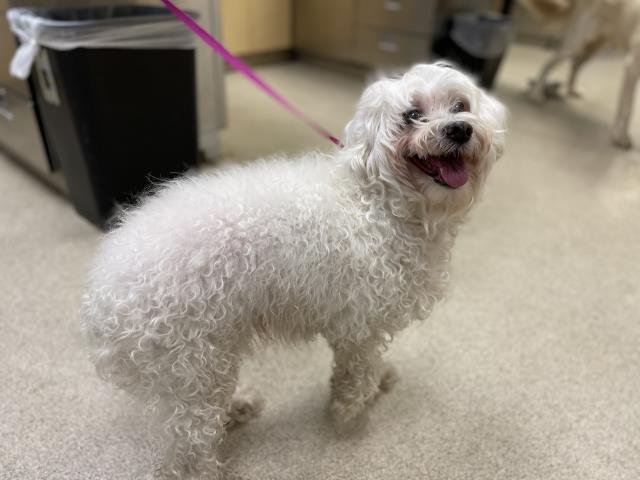 Shelter Stray Female Dog last seen Near BLOCK ALESSANDRO BLVD, RIVERSIDE, CA 92508, 6851 Van Buren Boulevard, Jurupa Valley, CA 92509, USA