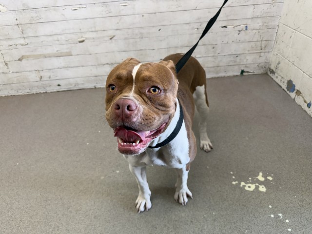 Shelter Stray Female Dog last seen , 333 Chandler Pl, San Bernardino, CA 92408, USA