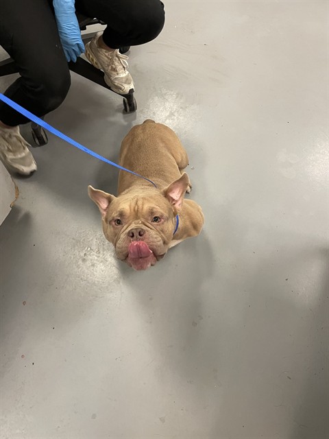 Shelter Stray Male Dog last seen ESPLAMADE AND SANDERSON, SAN JACINTO, 581 S Grand Ave, San Jacinto, CA 92582, USA