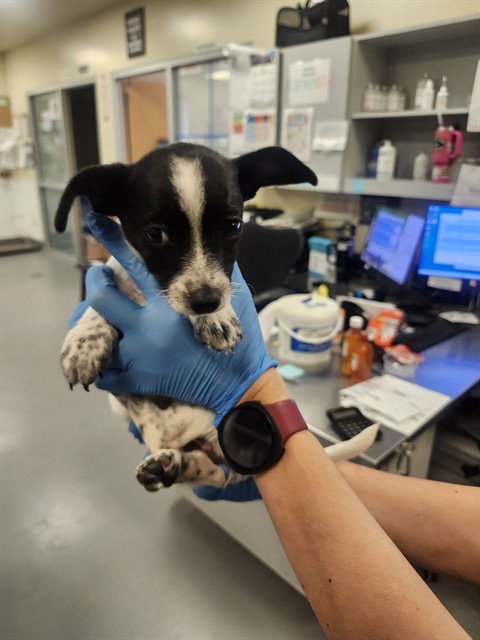 Shelter Stray Female Dog last seen Near BLOCK LA AMISTAD WAY, HEMET CITY, 581 S Grand Ave, San Jacinto, CA 92582, USA