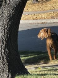 Found/Stray Unknown Dog last seen Parker Road, Plano, TX 75075