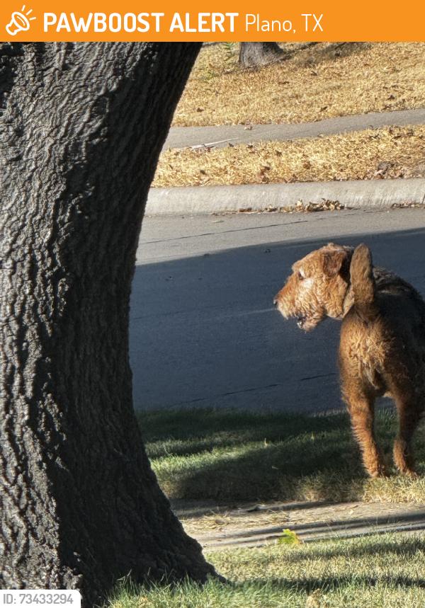 Found/Stray Unknown Dog last seen Parker Road, Plano, TX 75075