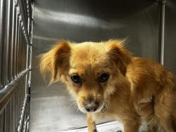 Shelter Stray Female Dog last seen , 14409 Vanowen St, Van Nuys, CA 91405, USA