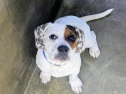 Shelter Stray Male Dog last seen , 14409 Vanowen St, Van Nuys, CA 91405, USA