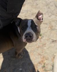 Shelter Stray Female Dog last seen SECOND AVE & F ST, 130 Beyer Way, Chula Vista, CA 91911, USA