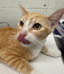 Shelter Stray Female Cat last seen Near BLOCK MOSS ST, 130 Beyer Way, Chula Vista, CA 91911, USA