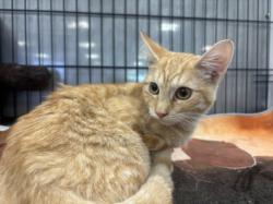Shelter Stray Male Cat last seen , 14409 Vanowen St, Van Nuys, CA 91405, USA