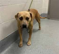 Shelter Stray Female Dog last seen Near, 5001 E Raymond St, Indianapolis, IN 46203, USA