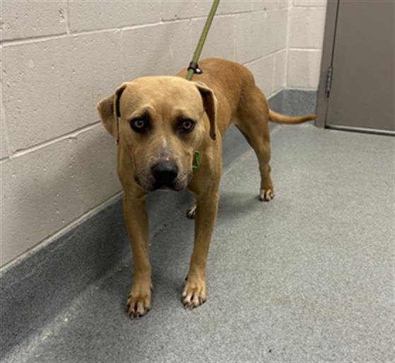 Shelter Stray Female Dog last seen Near, 5001 E Raymond St, Indianapolis, IN 46203, USA