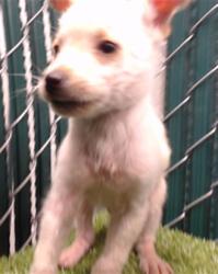 Shelter Stray Male Dog last seen , 11258 Garfield Ave, Downey, CA 90242, USA
