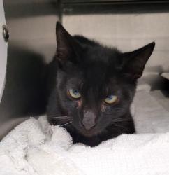 Shelter Stray Male Cat last seen , 1850 W 60th St, Los Angeles, CA 90047, USA
