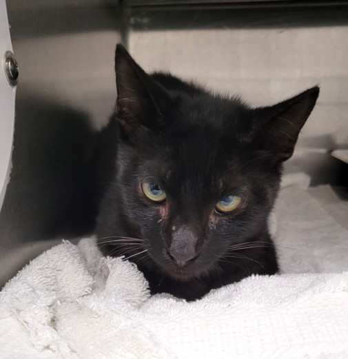 Shelter Stray Male Cat last seen , 1850 W 60th St, Los Angeles, CA 90047, USA